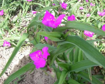 Tradescantia  'Karminglut'