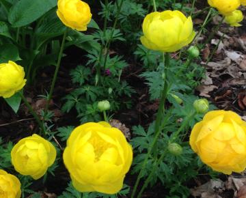 Trollius 'Lemon Queen'