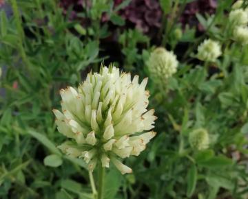 Trifolium ochroleucum