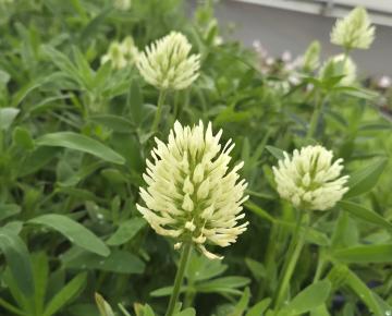 Trifolium ochroleucum