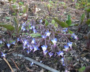 Trachystemon orientalis