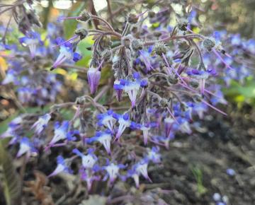 Trachystemon orientalis
