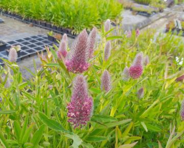 Trifolium rubens