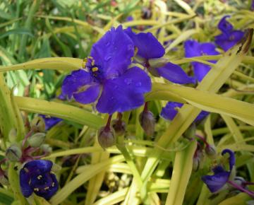 Tradescantia  'Sweet Kate' ('Blue and Gold')