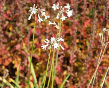 Tulbaghia violacea 'Alba'