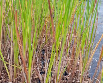 Typha angustifolia