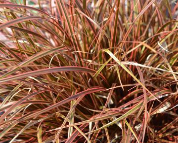 Uncinia rubra 'Everflame'