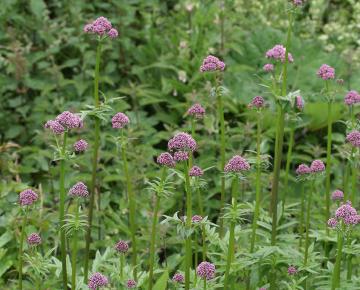 Valeriana officinalis