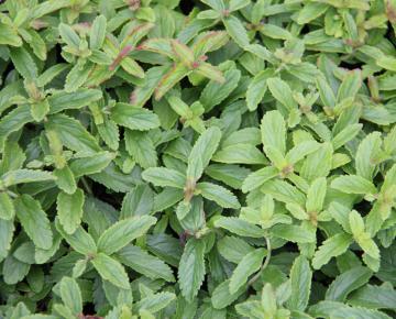 Veronica austriaca 'Knallblau'