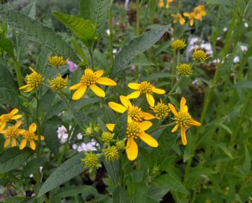 Verbesina alternifolia