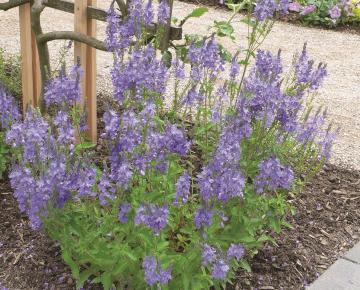 Veronica austriaca 'Royal Blue' ®