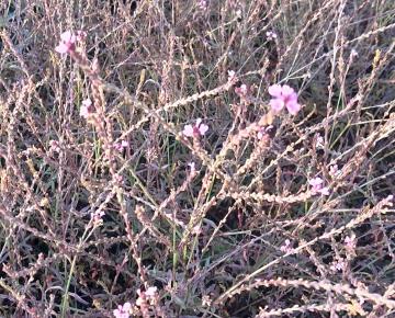 Verbena officinalis 'Bampton'