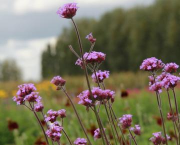 Verbena bonariensis