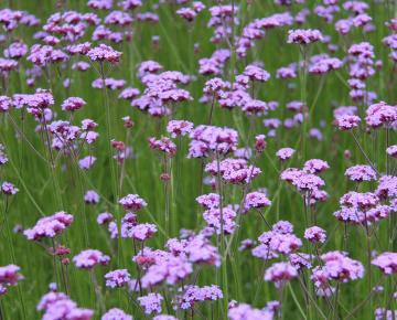 Verbena bonariensis 'Vanity'