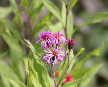 Vernonia crinita 'Betty Blindeman'
