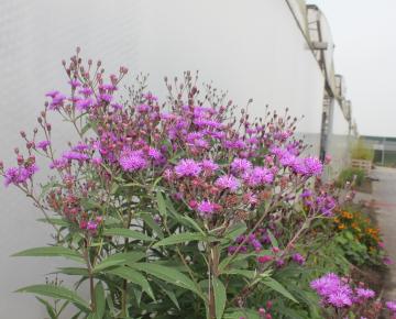 Vernonia crinita 'Mammuth'