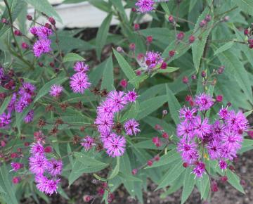 Vernonia crinita