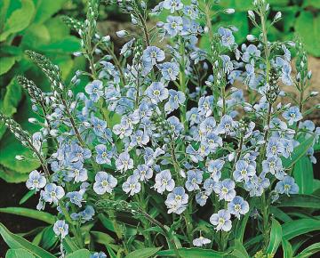 Veronica gentianoides