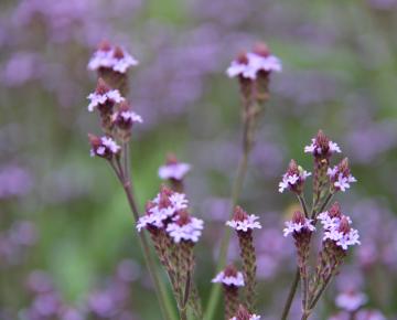 Verbena macdougalii 'Lavender Spires'