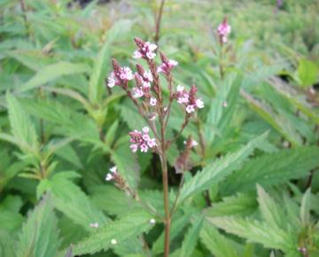 Verbena hastata 'Pink Spires'