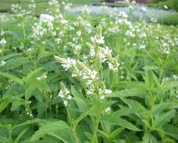 Verbena hastata 'White Spires'