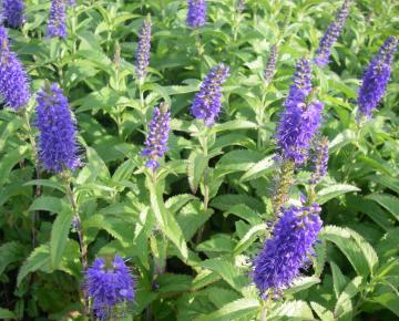 Veronica longifolia 'Blauriesin'
