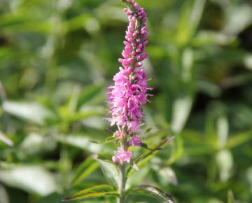 Veronica longifolia 'Charming Pink'