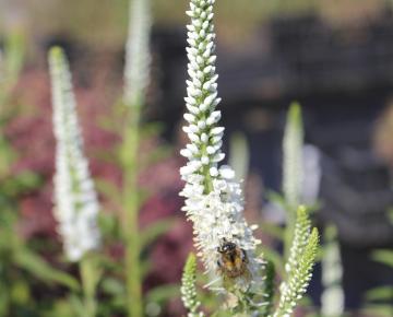 Veronica longifolia 'Schneeriesin'