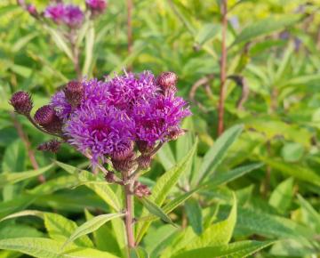 Vernonia noveboracensis