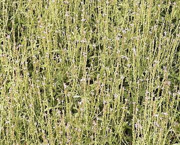Verbena officinalis