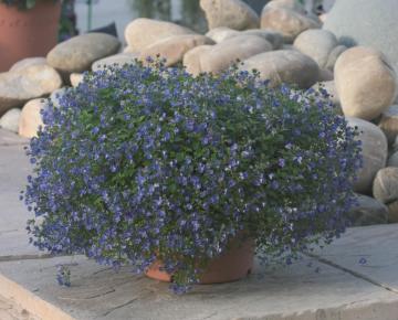 Veronica peduncularis 'Georgia Blue'