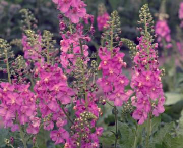 Verbascum phoeniceum 'Antique Rose'