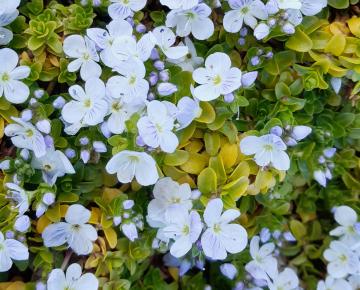 Veronica repens