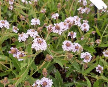 Verbena rigida 'Polaris'