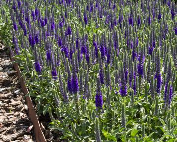 Veronica spicata 'Anniversary Blue'
