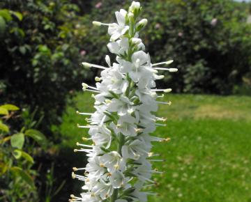 Veronica spicata 'Alba'