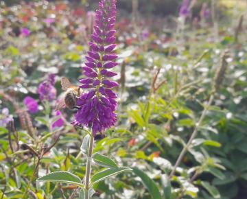 Veronica longifolia 'First Match'