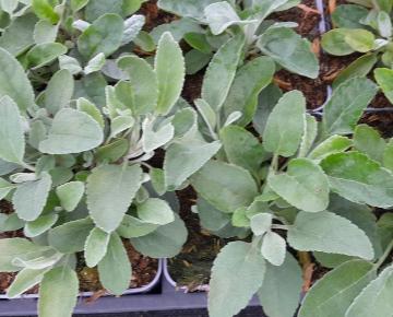 Veronica spicata ssp.incana