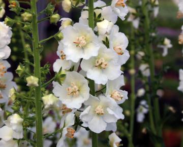 Verbascum 'Snow Maiden' (phlomoides 'Spica')