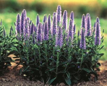 Veronica spicata 'Nana Blauteppich'