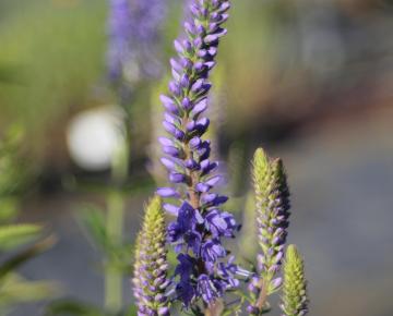 Veronica spicata