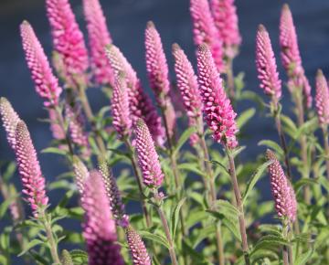 Veronica spicata 'Rotfuchs'