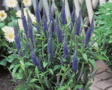 Veronica spicata 'Ulster Dwarf Blue'