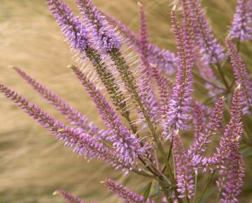 Veronicastrum virginicum 'Adoration'