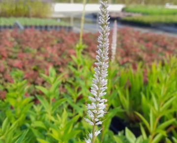 Veronicastrum virginicum 'Album'