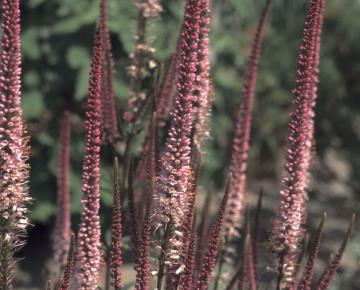 Veronicastrum virginicum 'Erika'