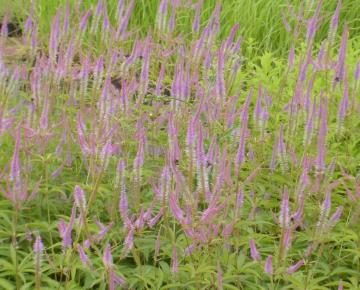 Veronicastrum virginicum 'Fascination'