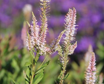 Veronicastrum virginicum 'Pink Glow'