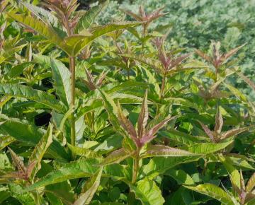 Veronicastrum virginicum 'Red Arrows'