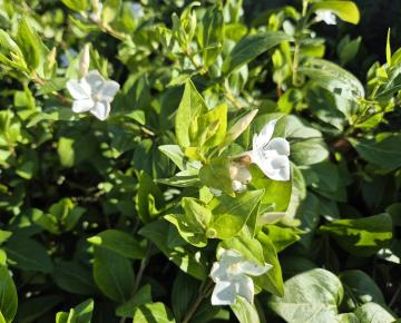 Vinca major 'Alba'